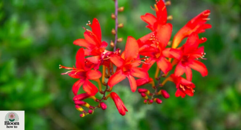Drummond’s Phlox 