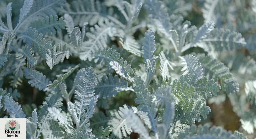 Dusty Miller