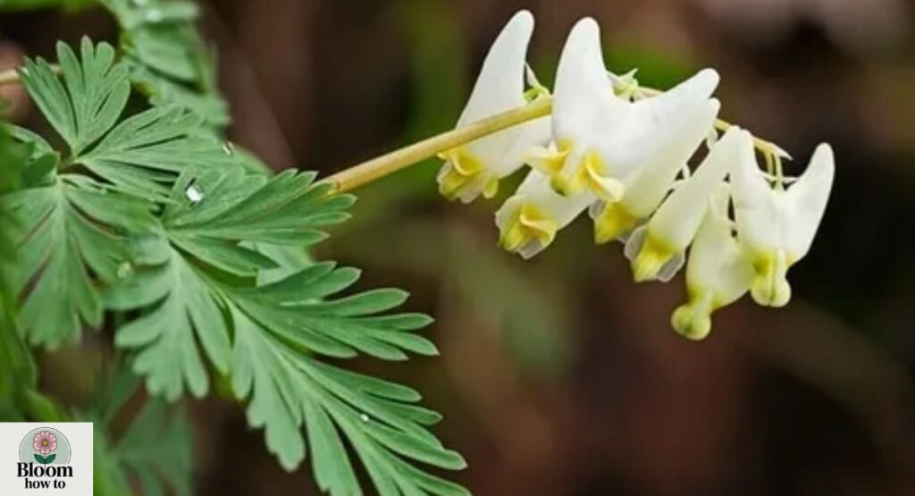 Dutchman’s Breeches 