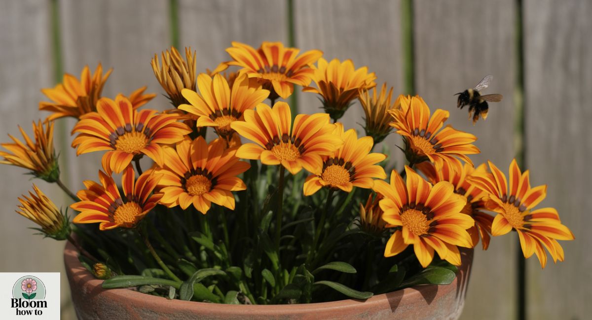 25+ Owning Flowers That Start With O (Unique Blooms You’ll Love)