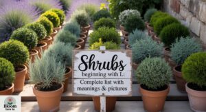 30+Shrubs Beginning with L: Complete List with Meanings & Pictures
