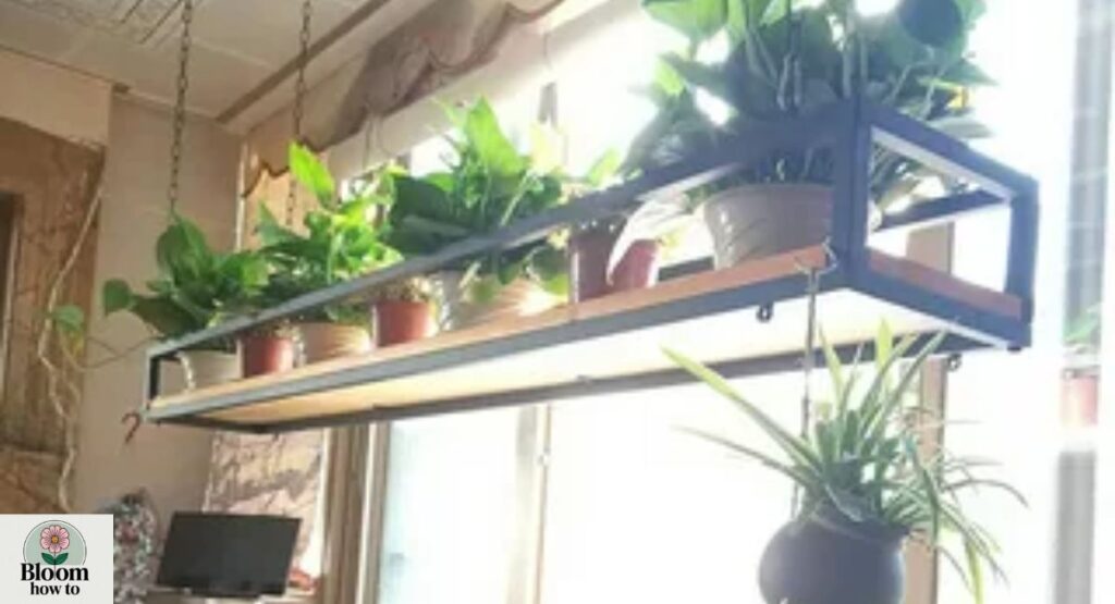 hanging-plants-from-railing