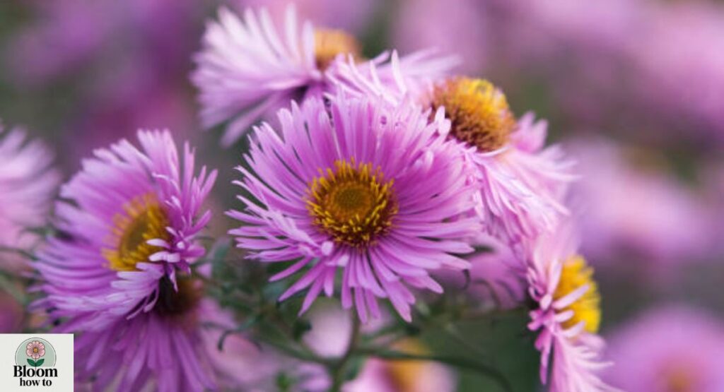 Aster