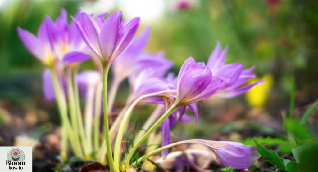 Autumn Crocus