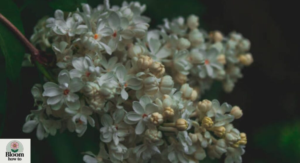 Baby’s Breath