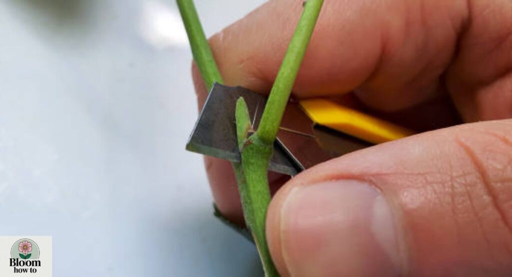 Cut above outward-facing buds  