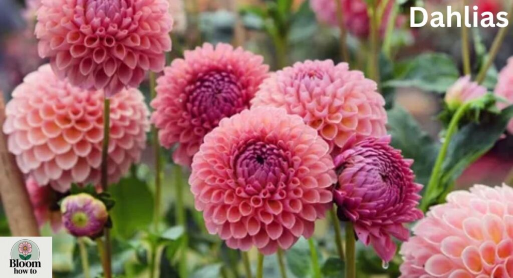 Dahlias