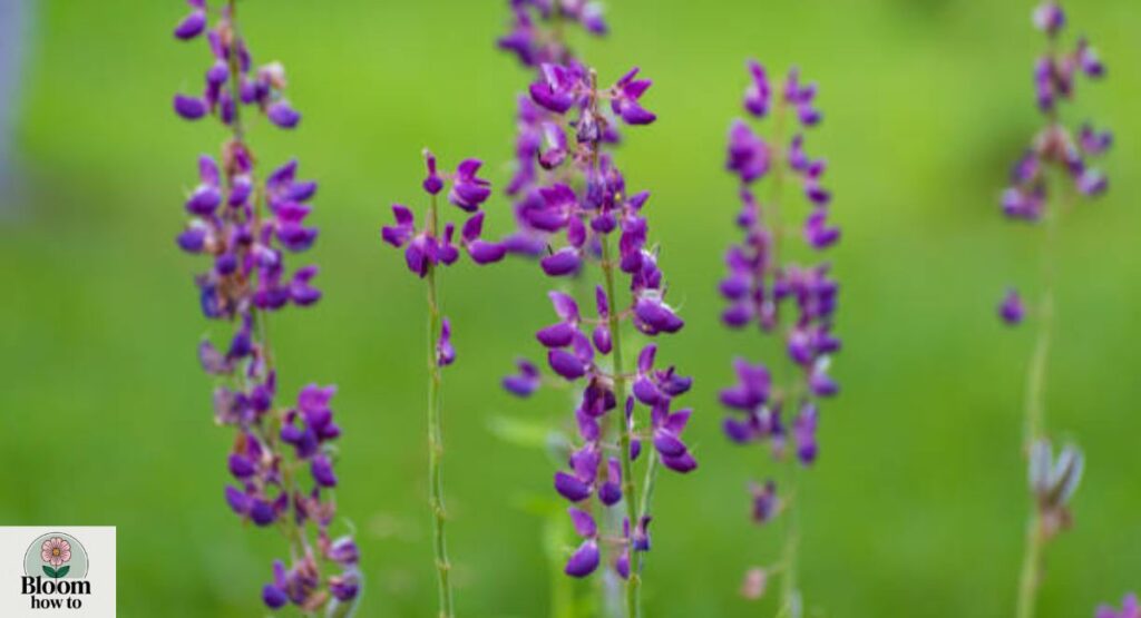 Echium 