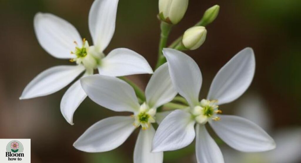 Edelweiss Flower
