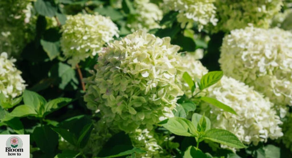 Elderflower Tree (Elderberry)