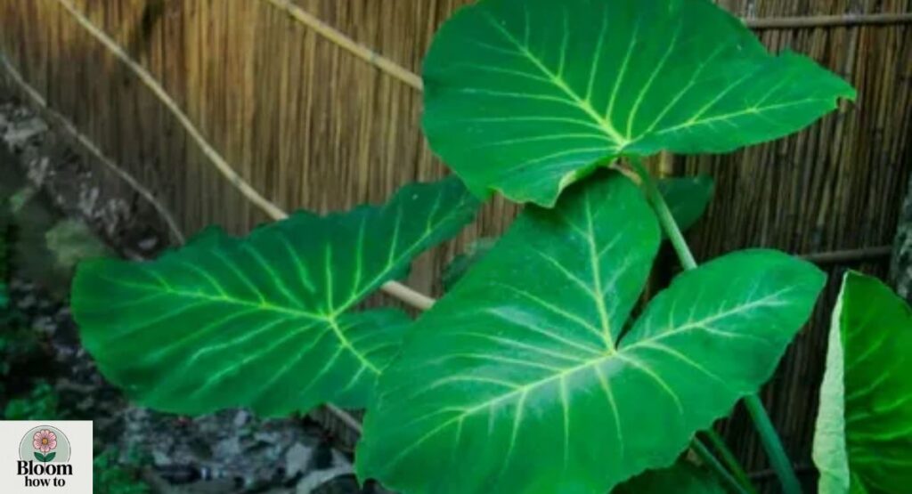 Elephant Ear 