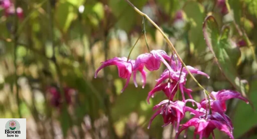 Epimedium (Berberidaceae Family) 