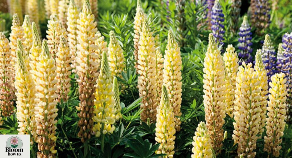 Eremurus (Foxtail Lily) 