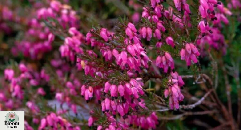 Erica spp. (Heather Plant)