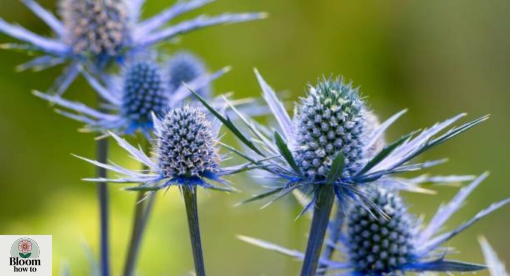 Eryngium (Sea Holly)