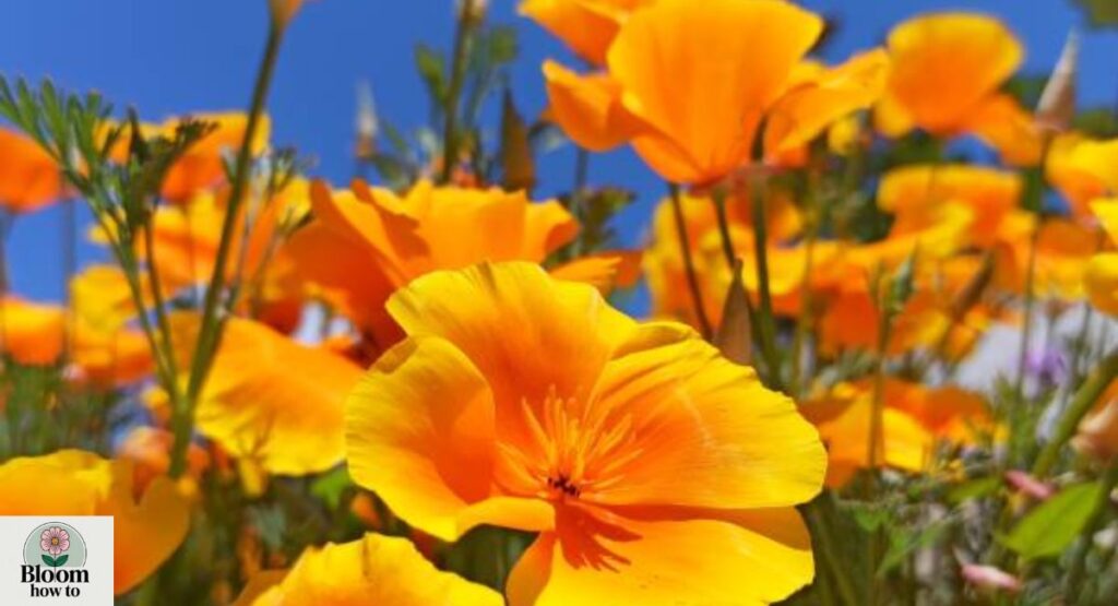 Eschscholzia (California Poppy) 