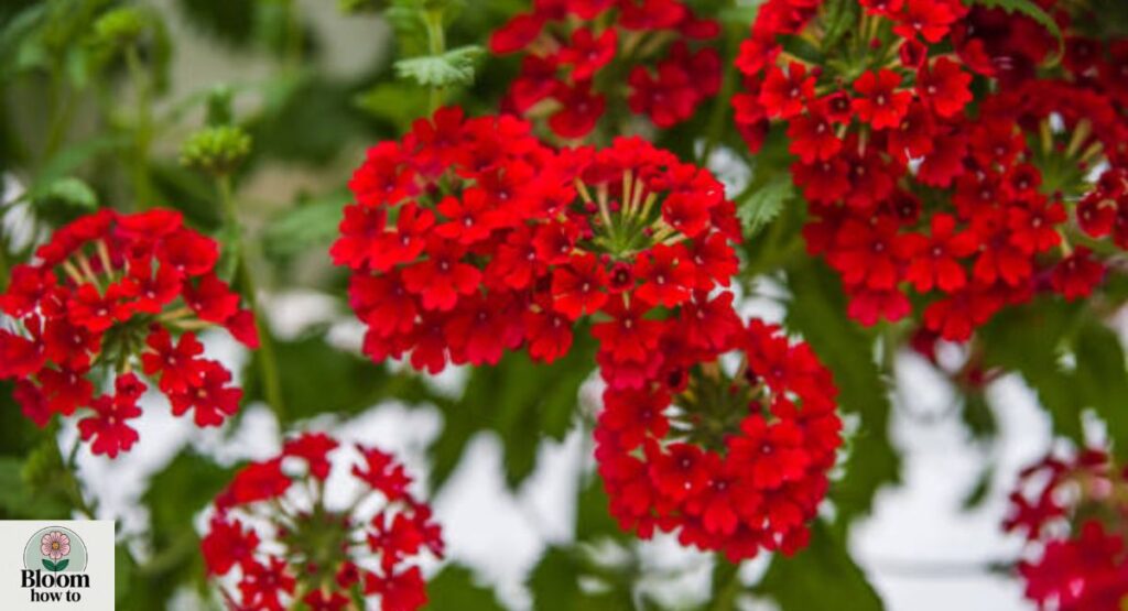 Euphorbia (Crown of Thorns) 