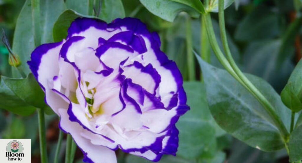 Eustoma Grandiflorum (Lisianthus) 