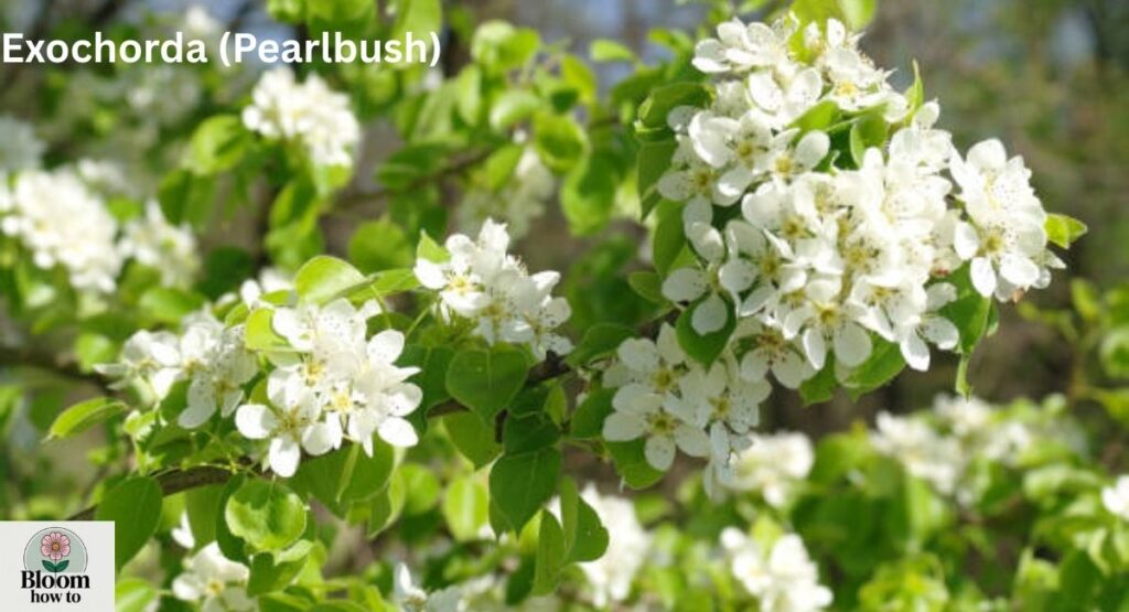 Exochorda (Pearlbush) 