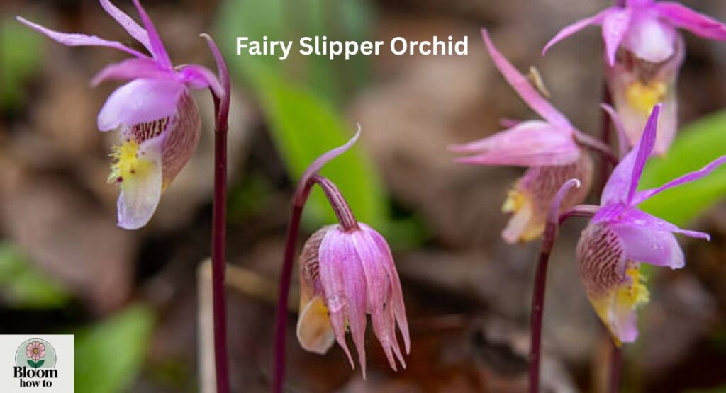 Fairy Slipper Orchid  