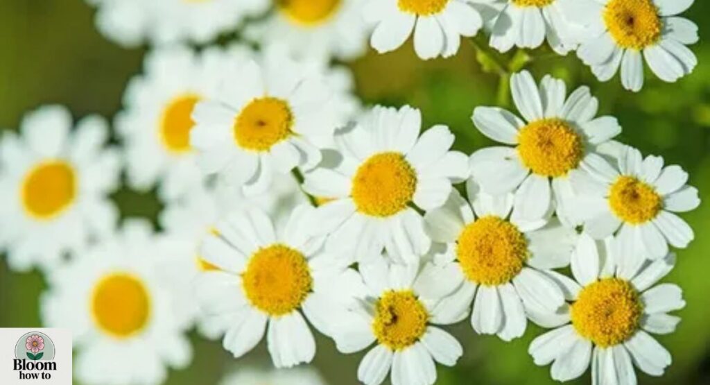 Feverfew medicinal flower  