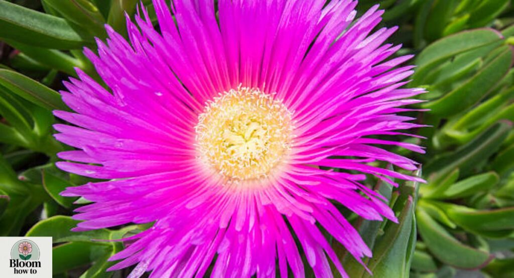 Fig Marigold succulent  