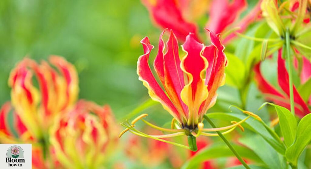 Flame Lily  