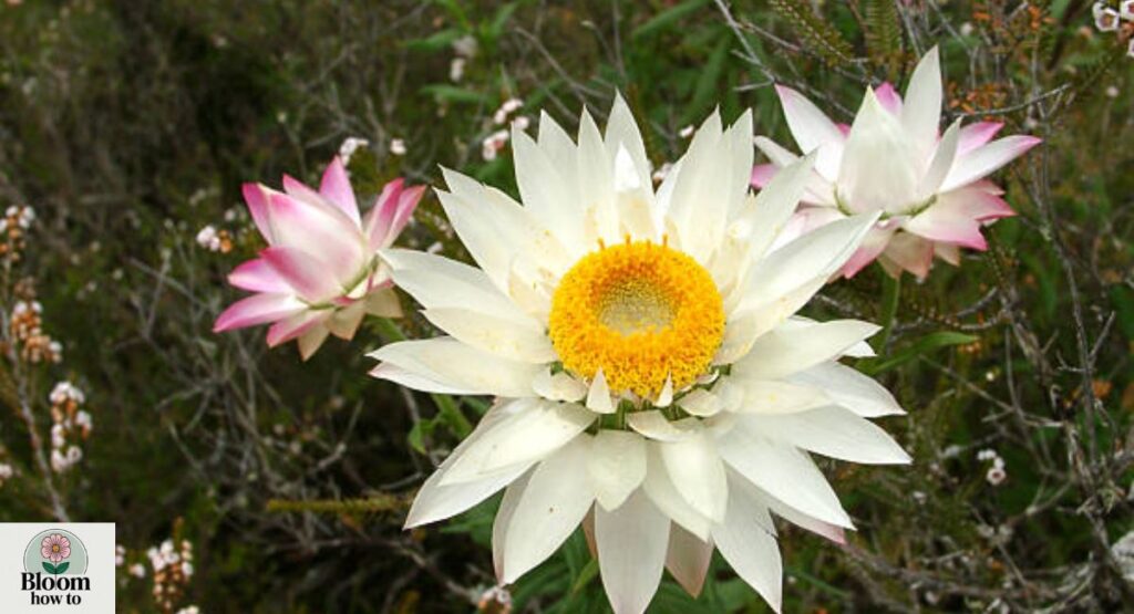 Flannel Flower  