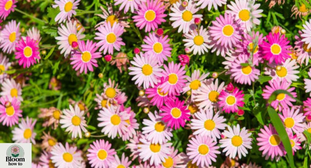 Fleabane  