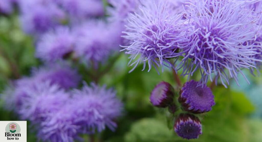 Floss Flower (Ageratum)  