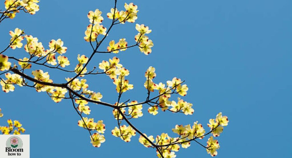 Flowering Dogwood  