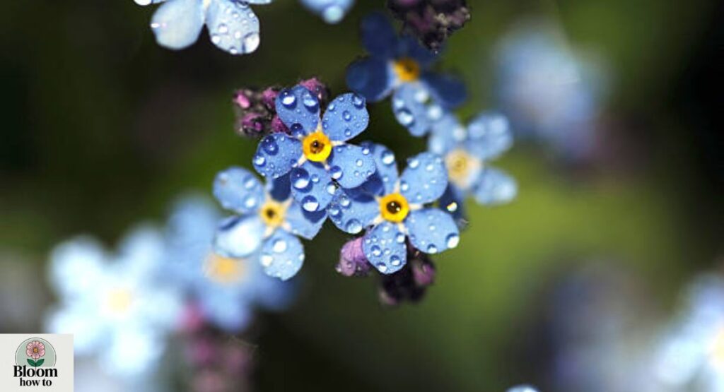 Forget me not blue flower  