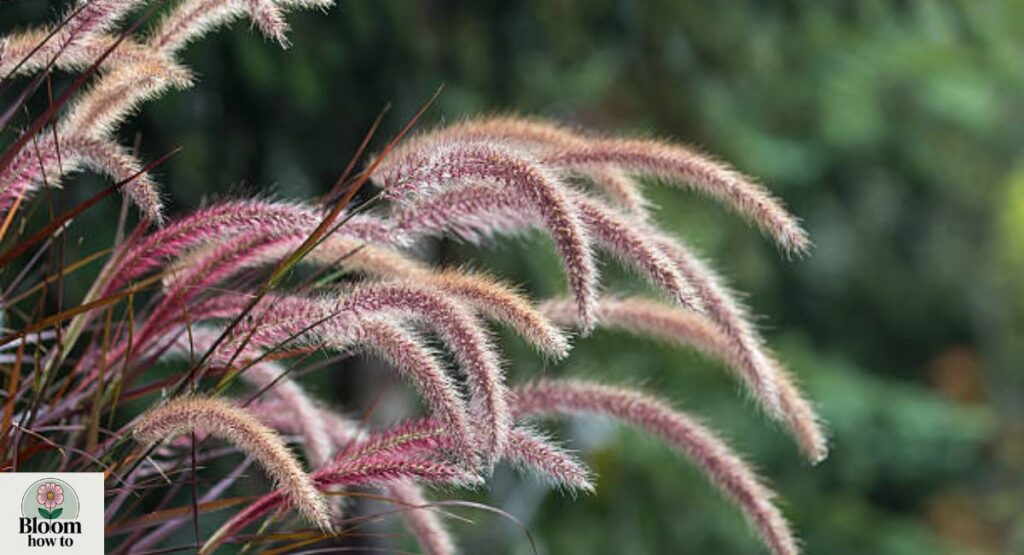 Fountain Grass ornamental  