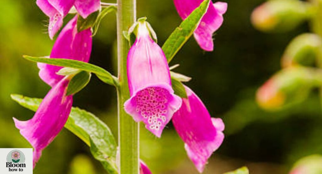 Foxglove plant (Digitalis)  