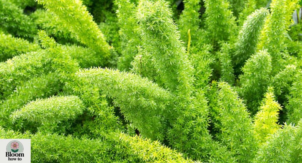 Foxtail Fern ornamental  