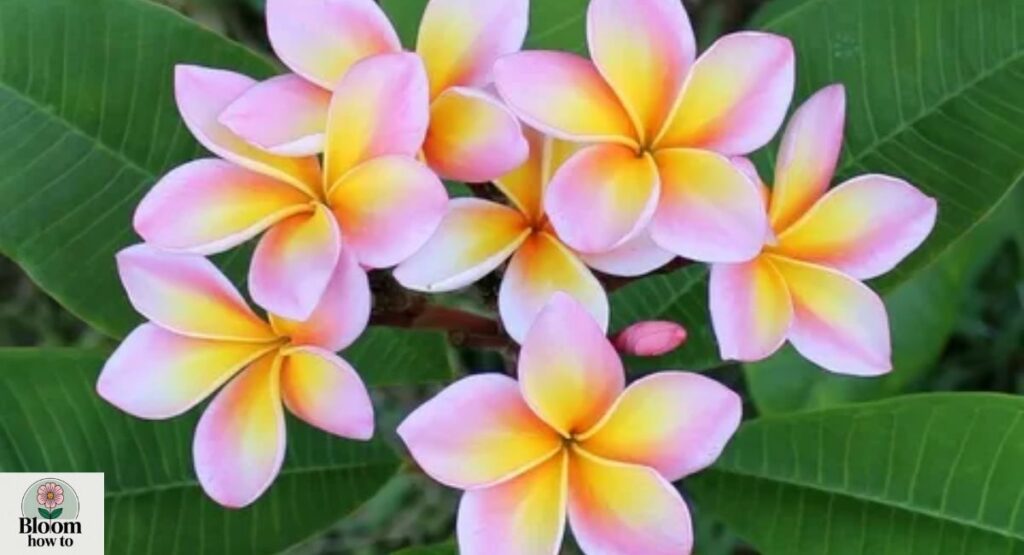 Frangipani  