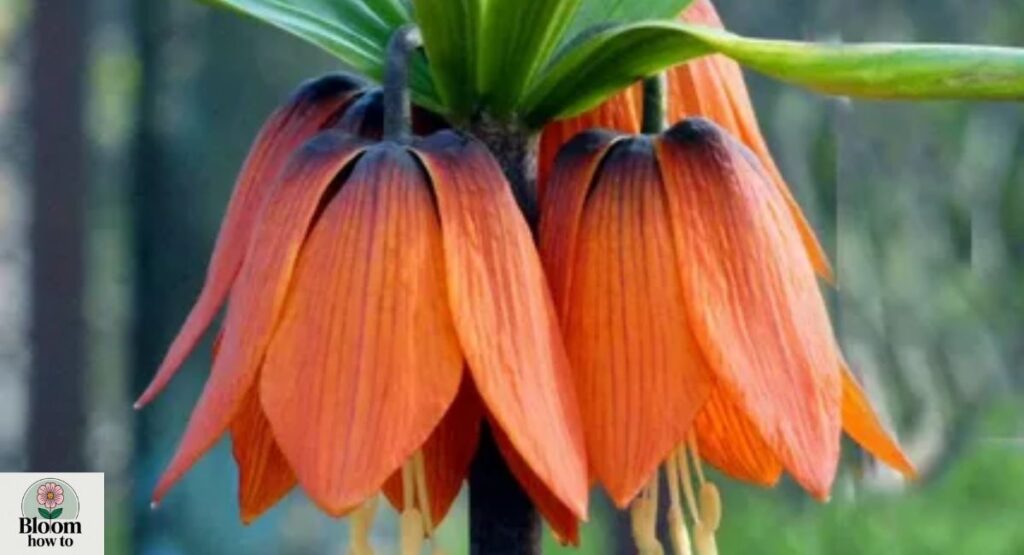 Fritillaria  