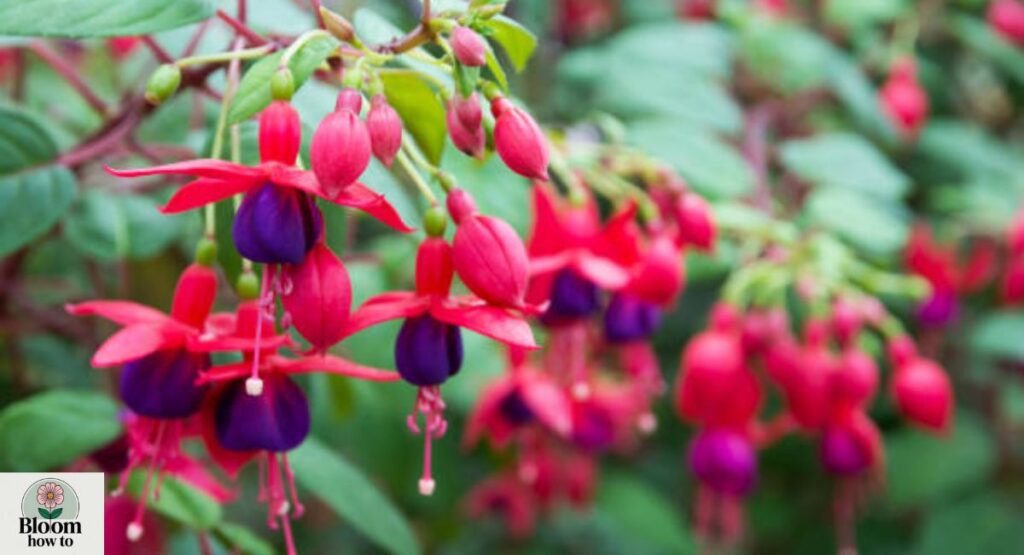 Fuchsia  