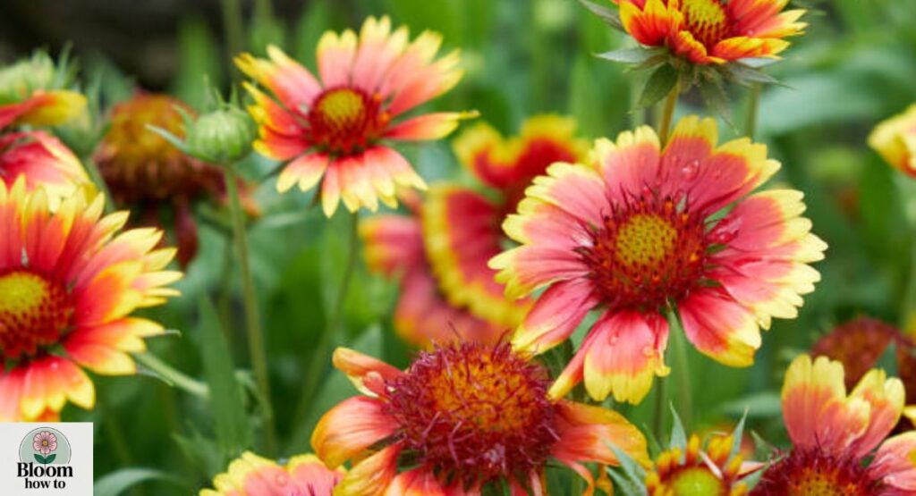 Gaillardia (Blanket Flower)