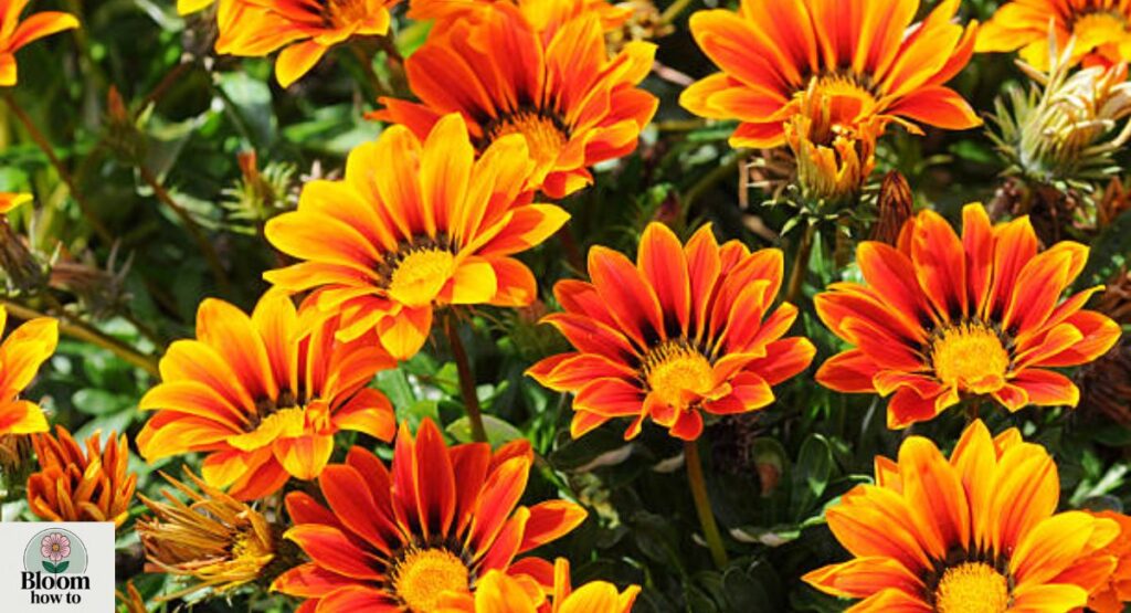 Gazania