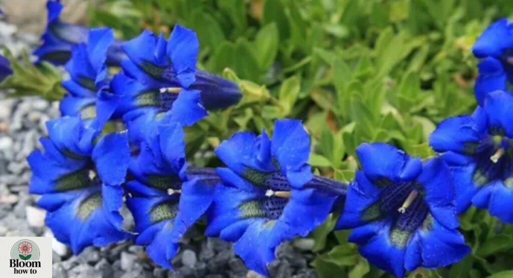 Gentian