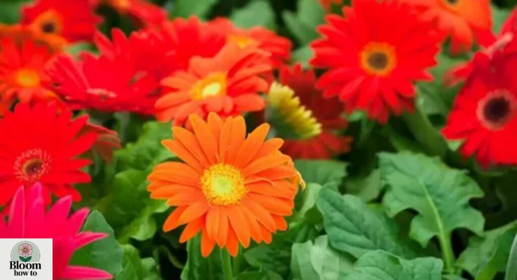 Gerbera