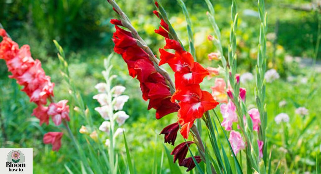 Gladiolus
