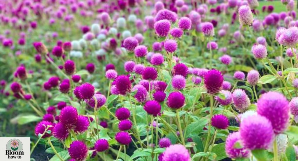 Globe Amaranth (Gomphrena globosa)