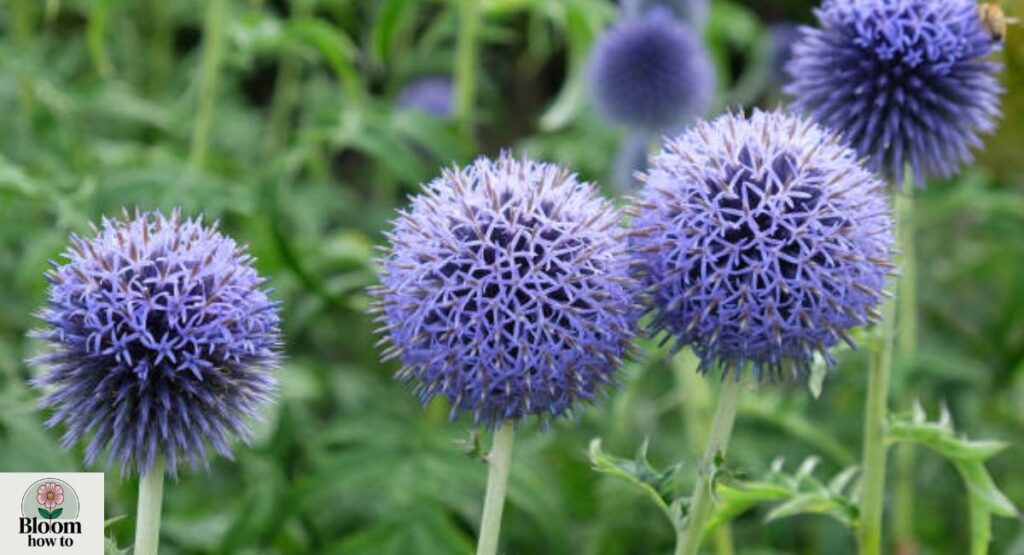 Globe Thistle (Echinops)