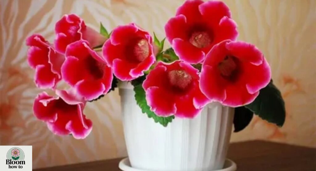 Gloxinia (Sinningia speciosa)