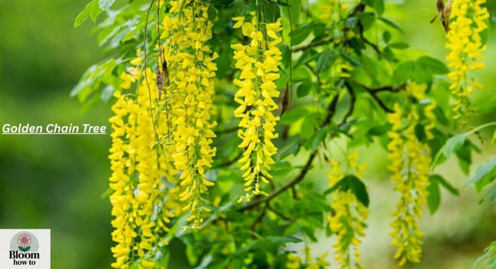 Golden Chain Tree