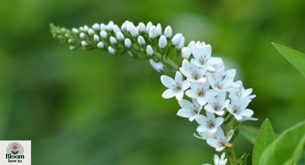 Gooseneck Loosestrife