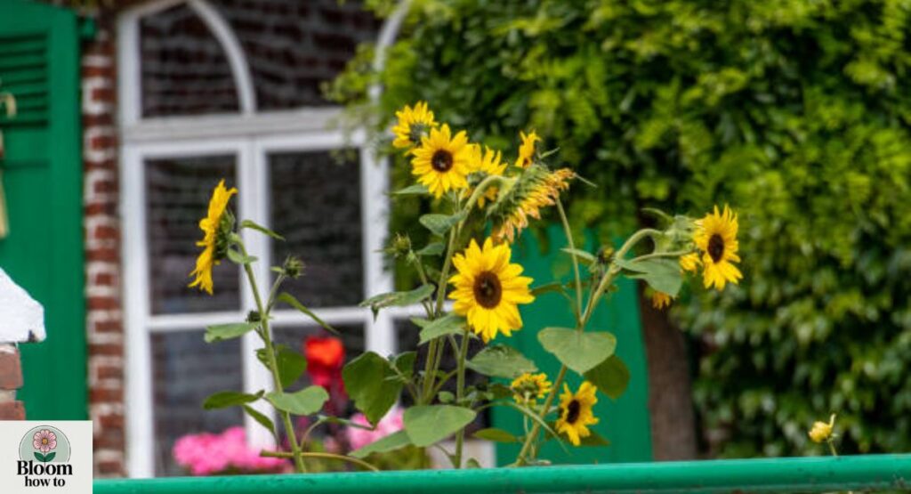  Grow Sunflowers on a Balcony