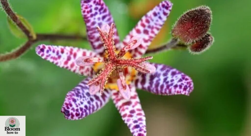 Hairy Toad Lily (Tricyrtis hirta) 